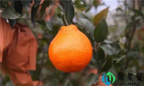 耙耙柑怎么保存放时间长些