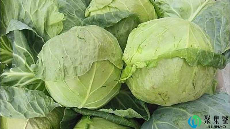 卷心菜网络用语啥意思