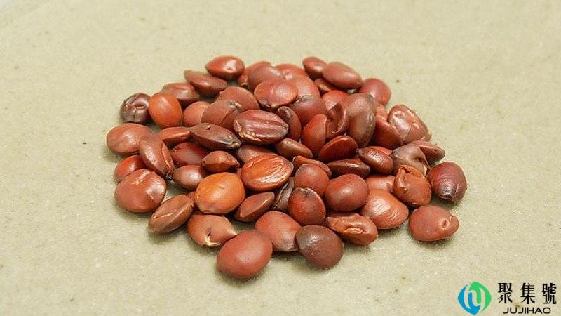 炒酸枣仁与酸枣仁的区别