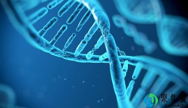 基因和基因型的区别