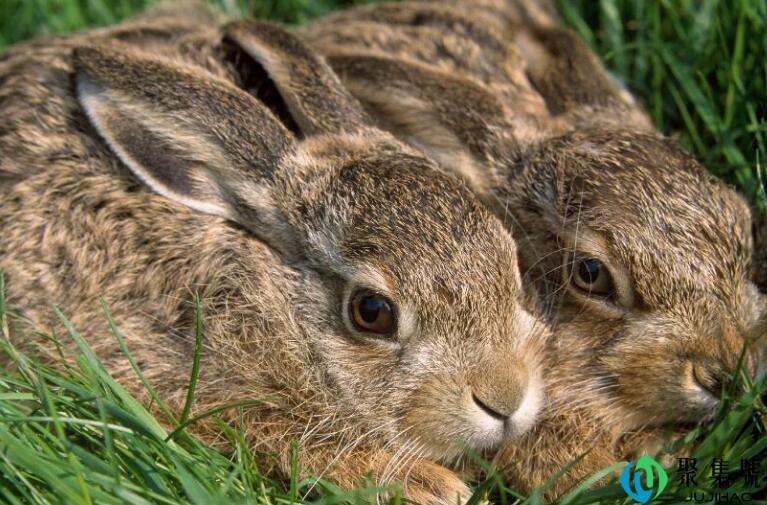 月上桃花代表什么生肖