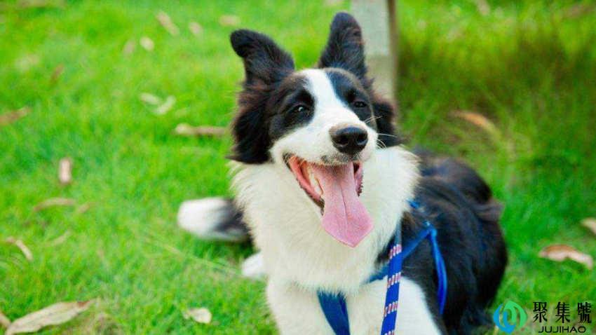 边境牧羊犬好吗