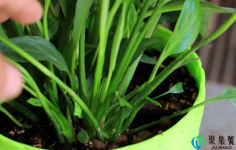 白掌换盆羊粪放多了会烧苗吗