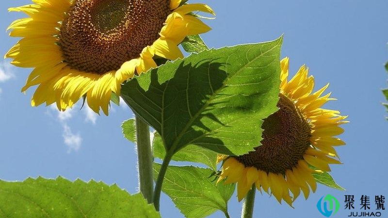 万物苟且而活什么意思