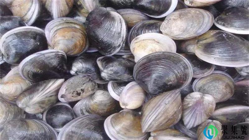 花蛤是干垃圾还是湿垃圾