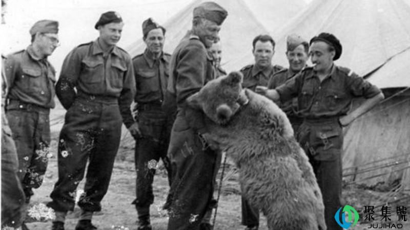 二战棕熊故事是真的吗