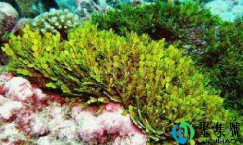 海藻是什么样子的