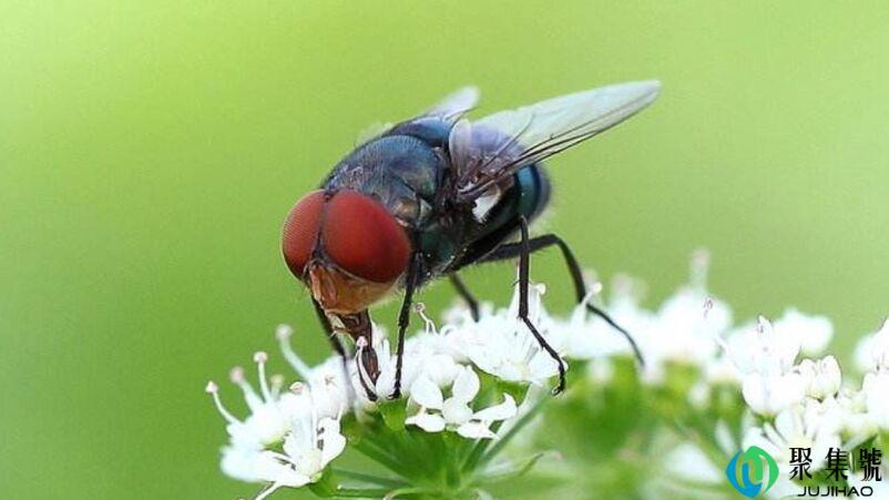 治蝇子的妙招
