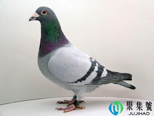 鸽子能活多少年