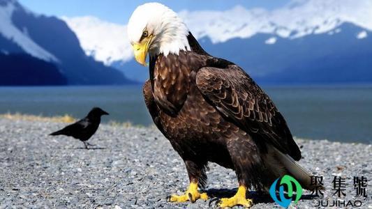 什么东西比乌鸦更讨厌