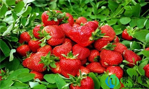 草莓不红放放能红吗