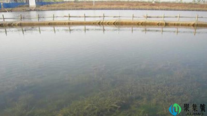 净化水质用什么方法