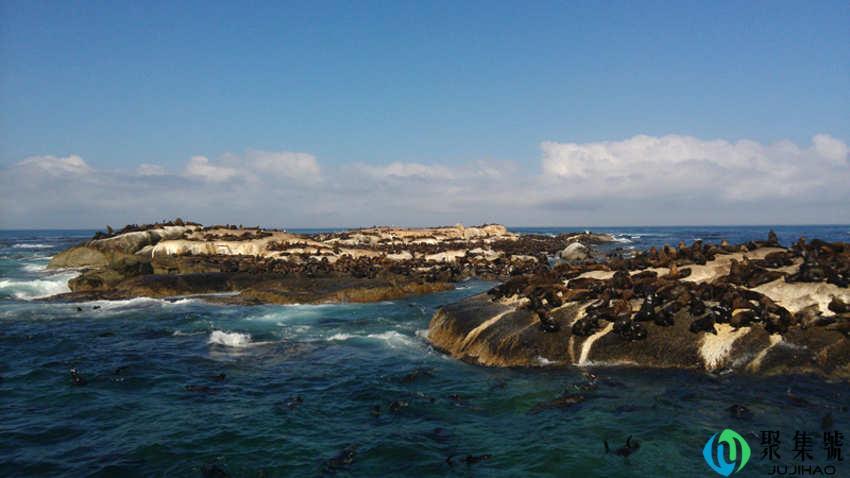 海豹为什么喜欢抱人