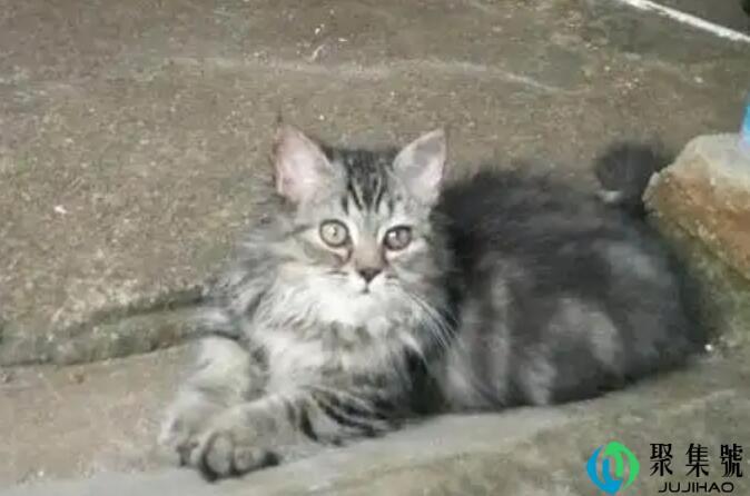 八个月虎斑母猫八斤正常吗