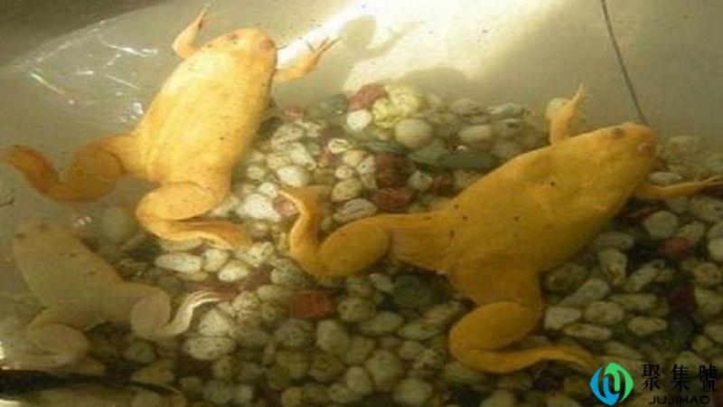 金蟾多久喂一次