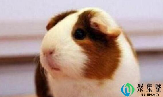 荷兰猪多少度会冻死