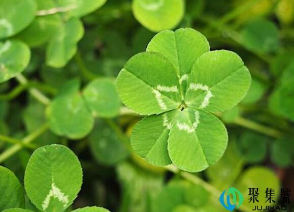 五叶草的花语