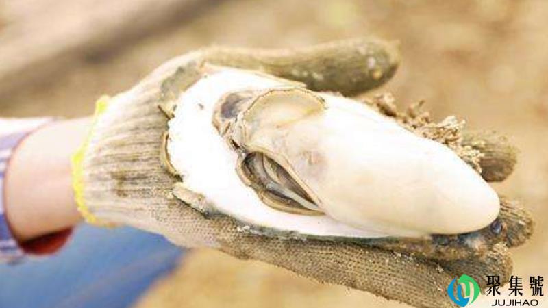 生蚝打开后需要清洗吗