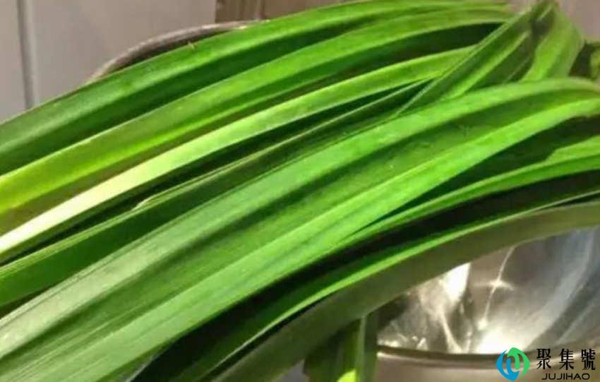 斑斓叶在中国叫什么