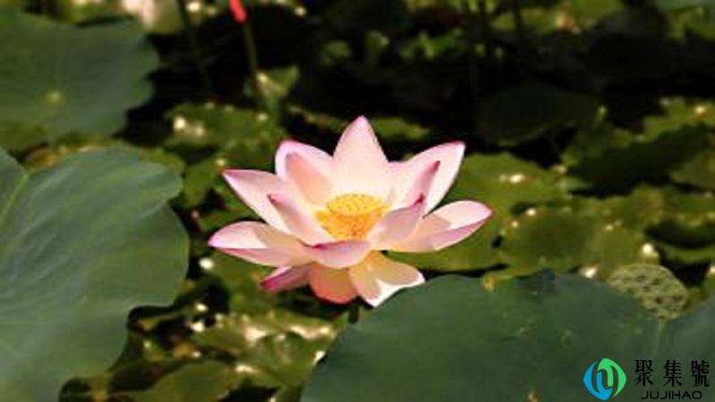 八组八千是什么梗