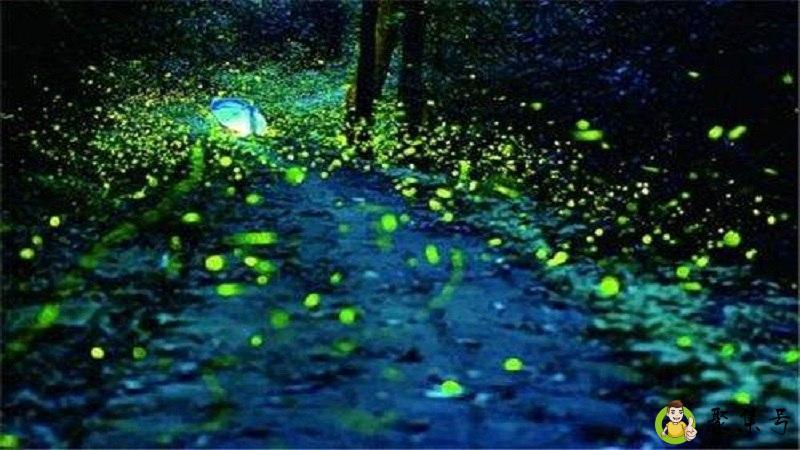 你遥远如萤火什么意思