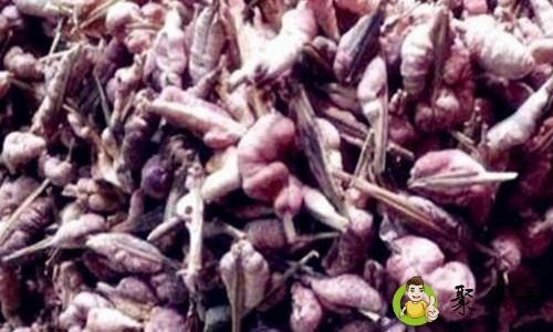 天竺黄与竹黄的区别