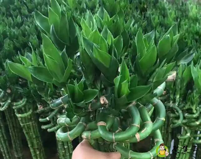 龙竹6天没水会死吗