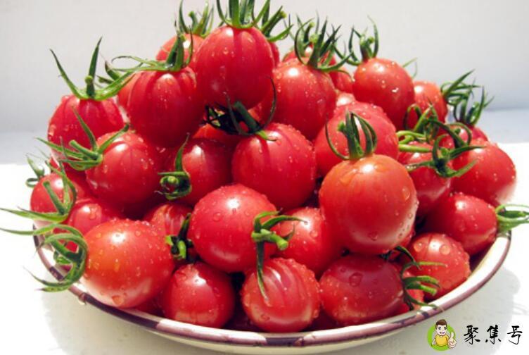 水果西红柿和普通西红柿的区别