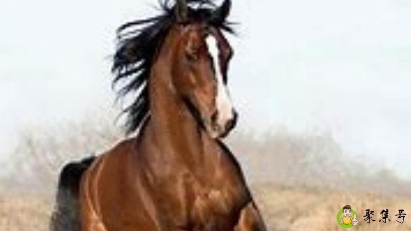 阳光大道是指什么生肖