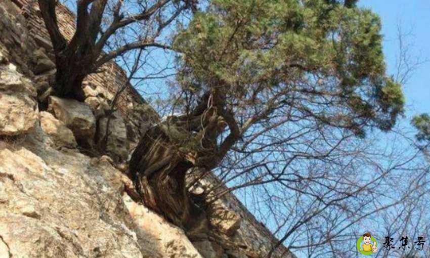 崖柏香味能保持多久