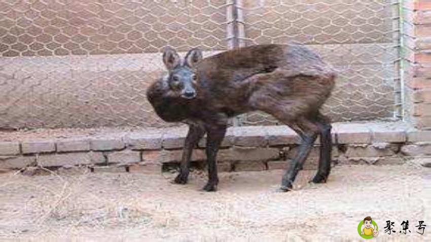 麝香是怎么形成的