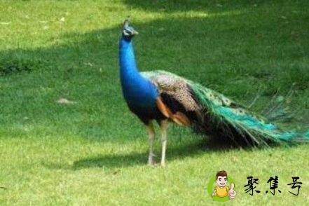 孔雀命是什么意思