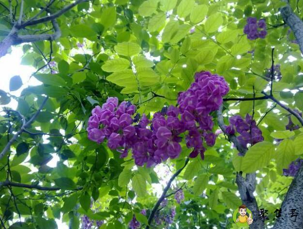 紫色槐树花可以吃吗