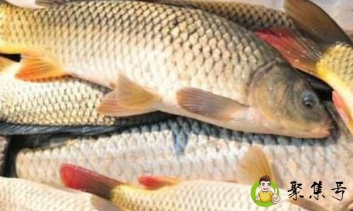 三合一鲤经典配方