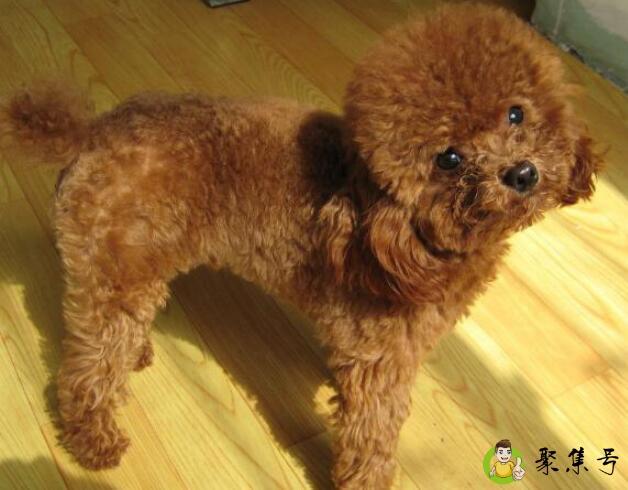 泰迪狗寿命一般多少年