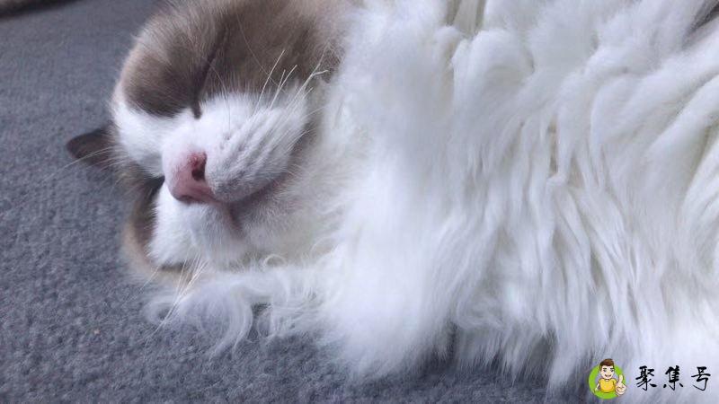 海双和蓝双的区别