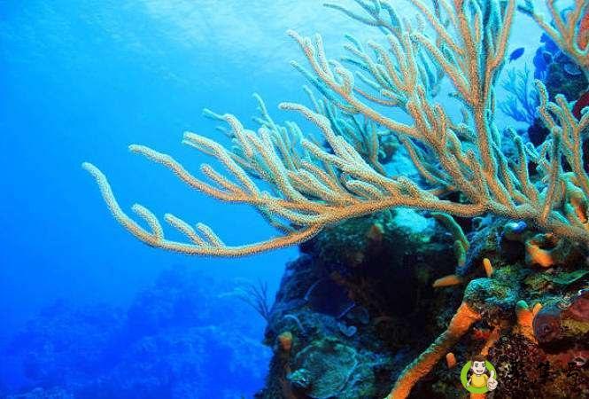 珊瑚的种类