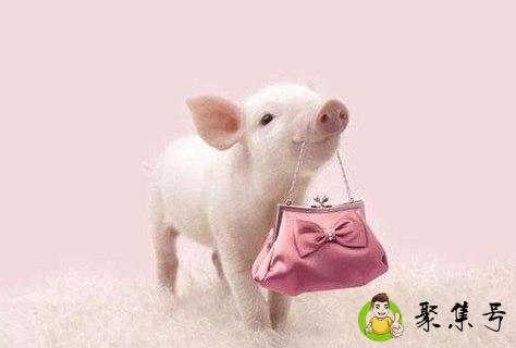 腊月菊花傲霸雪是什么生肖