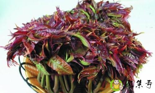 香椿是哪里的特产