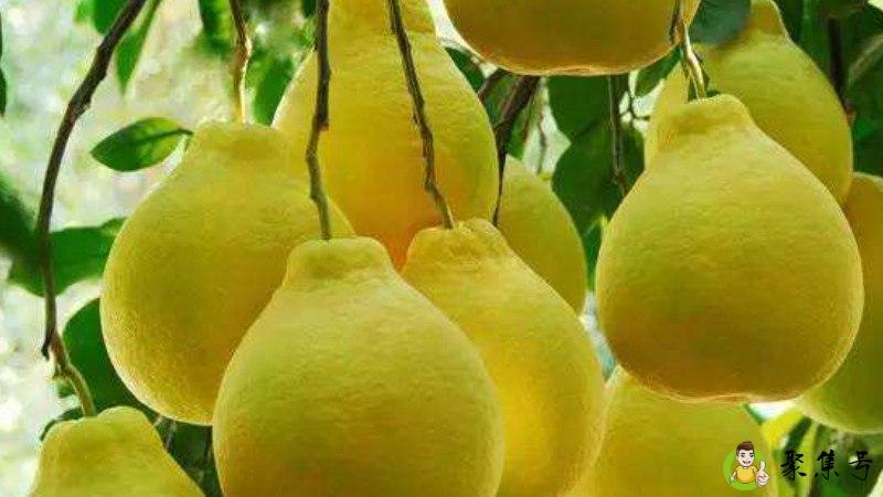 切柚子的巧妙方法