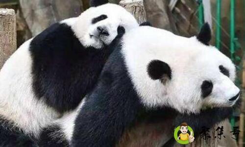大熊猫的国际地位