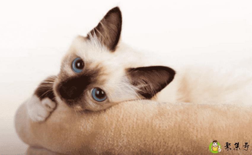 好养的体型小的猫有哪些