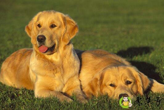 金毛皮肤病会自己好吗