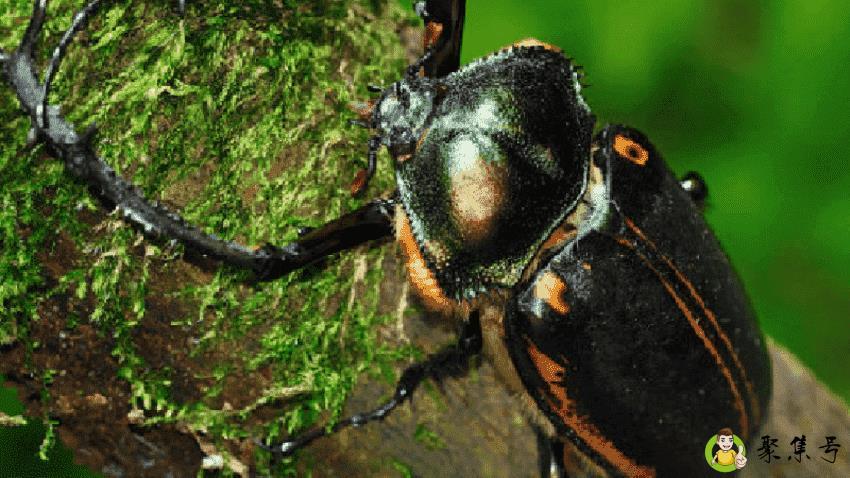 戴褐臂金龟长什么样子