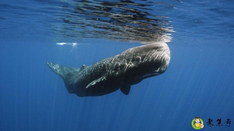 长须鲸尺寸多长