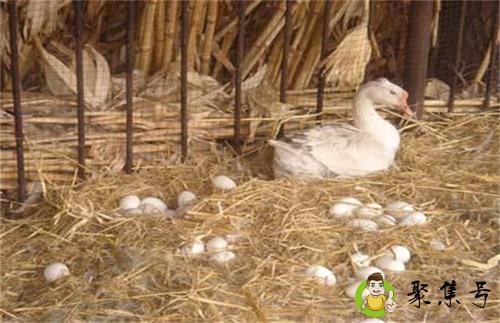 鹅下蛋前的征兆