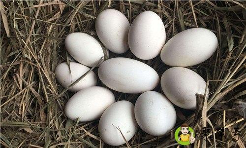 孵化小鹅31天的温度过程