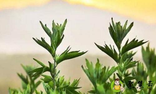 蕲艾与普通艾的区别