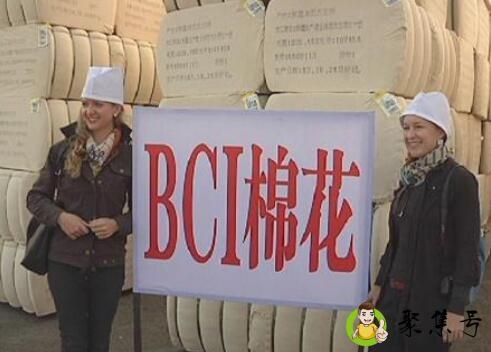 bci棉是什么意思