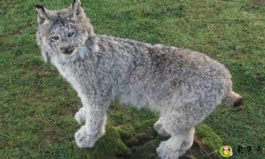 夸张和比喻的区别是什么